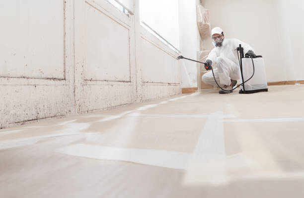 Black mold remediation team in Marblehead