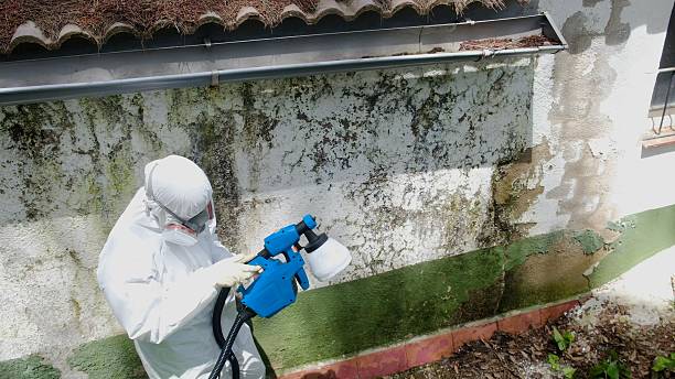 Mold Removal service in Marblehead